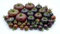 Fresh purple and black heirloom tomatoes variety collection isolated on white background for organic farming and healthy cooking ingredients.