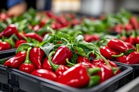 Fresh red bell peppers with green stems displayed in black crates at farmers market. Organic vegetable harvest ready for sale and cooking preparation.