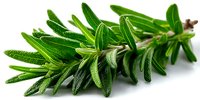 Fresh rosemary herb sprig with aromatic green needles and woody stem on white background, used in cooking and aromatherapy.