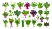 Fresh organic leafy greens and herbs collection isolated on white background including spinach, kale, arugula, lettuce varieties for healthy cooking.