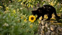 Curious black cat exploring sunflower garden on rustic stone wall during golden hour sunlight creating peaceful outdoor scene for pet and nature content.