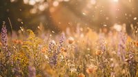 Golden sunset light illuminates wildflower meadow with purple blooms and warm bokeh creating dreamy natural background for wellness and nature themes.