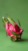 Fresh dragon fruit on green background, vibrant pink pitaya with natural green scales showing exotic tropical produce in macro photography detail.