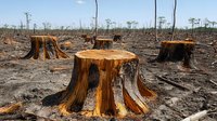 Deforested landscape with large tree stumps scattered across barren ground, highlighting environmental impact and forest clearing aftermath in natural habitat.