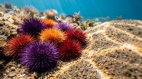 Colorful sea urchins with spiny shells on coral reef underwater in tropical ocean displaying vibrant purple orange red marine life ecosystem biodiversity.