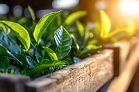 Fresh green tea leaves growing in wooden box with natural sunlight, shallow depth of field creates soft bokeh background. Organic farming concept.