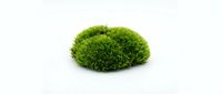 Round moss ball isolated on white background, ready for design use in botanical graphics, nature-themed projects, and eco-friendly marketing materials.