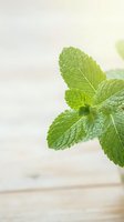 Fresh green mint leaves with detailed texture on soft neutral background for culinary and wellness designs.