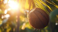 Fresh brown coconut hanging on palm tree with sunlight streaming through leaves, creating tropical paradise atmosphere with natural lens flare and bokeh effect.