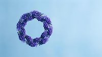 Purple lavender flower wreath on light blue background for spring decoration, aromatherapy and natural wellness design projects.