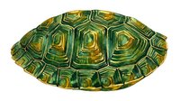 Turtle shell with green and golden yellow concentric patterns, isolated on white background, suitable for wildlife education, nature design projects, and zoological materials.