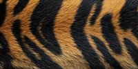 Close-up of tiger fur texture showing distinctive orange and black stripes, creating a natural pattern for wildlife and animal-themed designs.