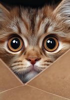Curious cat with big amber eyes peeks through heart-shaped opening in brown paper. Close-up portrait shows detailed whiskers and soft brown fur pattern.