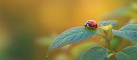 Red ladybug resting on green leaf against warm golden bokeh background in garden macro photography, showing delicate natural details and soft morning light.