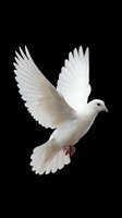 White dove flying with spread wings isolated on black background symbolizing peace, freedom and spirituality for religious and ceremonial designs.