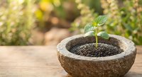 Young green seedling growing in coconut shell pot on wooden surface with blurred garden background. Sustainable gardening and eco-friendly planting concept.