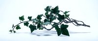 Trailing ivy plant with lush green leaves isolated on white background, ready for design projects, web graphics, and botanical illustrations.