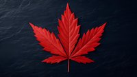 Red maple leaf on dark textured background with dramatic lighting and shadow detail creates striking minimalist botanical composition for nature and seasonal designs.