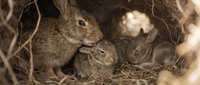 Wild rabbit mother caring for newborn baby bunny in natural nest burrow with dried grass and twigs in woodland habitat during spring season.