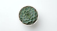 Green succulent plant in white ceramic pot viewed from above on clean white background for home decor and gardening projects.