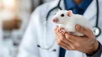 White laboratory rat held gently in veterinarian hands during medical examination. Healthcare professional in white coat with stethoscope conducting animal checkup.
