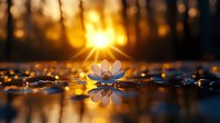 Delicate flower floating on water surface with golden sunlight rays piercing through forest trees at sunrise, creating warm bokeh effect and peaceful nature scene.