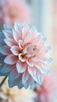 Soft pink dahlia flower with delicate petals and water droplets on blurred pastel background for romantic wedding decor and floral design projects.