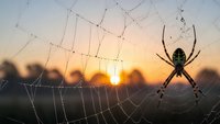 Garden spider silhouette on dewdrop web at golden sunrise with blurred landscape background for nature and wildlife themes.