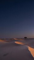 Golden sand dunes ripple across vast desert landscape at twilight, with solitary acacia tree silhouetted against starlit sky, capturing serene African savanna wilderness at dusk.