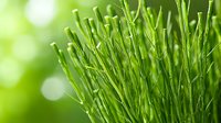 Fresh green horsetail stems growing in natural sunlight with soft bokeh background, close-up nature macro photography showing medicinal plant details.