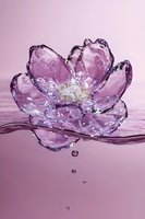 Translucent pink water flower with delicate petals floating on surface, droplets falling beneath creating ripples in liquid against soft rose background.