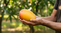 Farmer holding ripe mango in hand at orchard during harvest season. Agricultural worker displaying fresh tropical fruit for agriculture and farming concepts.