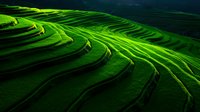 Stunning green terraced rice fields with curved lines creating natural patterns across rolling hills in dramatic lighting for agricultural and landscape design.