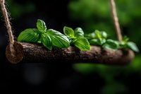 Fresh basil leaves growing on rustic wooden branch with rope against dark background, dramatic lighting highlights vibrant green herbs for culinary concept.