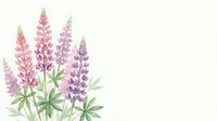 Watercolor lupine flowers in pink and purple hues with green leaves on white background, botanical floral illustration for spring garden designs.
