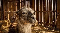 Domestic goat with brown and white coat standing in wooden pen with hay, suitable for farm, agriculture, livestock, and rural lifestyle content.
