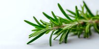 Fresh rosemary sprig with vibrant green needle-like leaves on white background, aromatic herb for cooking and seasoning dishes.