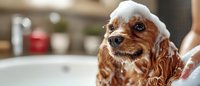 Adorable Cocker Spaniel puppy with soap suds on head during bath time, wet fur and big eyes looking at camera, grooming and pet care concept.