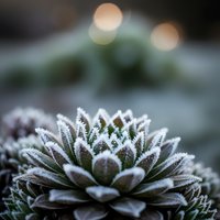 Frost-covered succulent plant with intricate ice crystals on leaves creating winter garden scene with bokeh lights in background.
