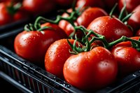 Fresh ripe red tomatoes with green stems in black plastic crate ready for market sale. Organic vegetable harvest concept for healthy cooking and nutrition.