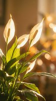 Peace lily houseplant with white blooms and green leaves in warm golden sunlight creating soft bokeh background for home decor and wellness concepts.