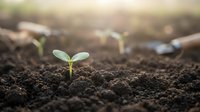 Young green seedling emerging from rich dark soil with soft sunlight creating warm bokeh background for growth and agriculture concepts.