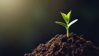 Young green plant seedling emerging from rich dark soil with bright sunlight creating dramatic lighting for growth and development concepts.