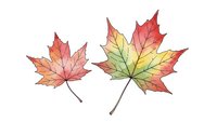 Two watercolor autumn maple leaves with vibrant red, orange, yellow and green gradient colors isolated on white background for seasonal design projects.