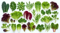 Fresh organic leafy greens and herbs collection isolated on white background for healthy cooking and salad preparation.