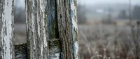Weathered wooden fence posts with peeling paint in rural countryside setting with blurred background for rustic farm and agricultural themes.