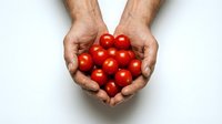 Male hands cupping fresh red cherry tomatoes on white background. Organic healthy food concept for cooking, nutrition and harvest themes.