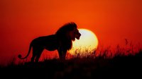 Majestic lion silhouette against vibrant red sunset sky with glowing sun, standing on savanna grassland hill during dramatic African dusk.