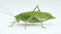 Green katydid insect isolated on white background, side view of long-horned grasshopper with detailed wings and legs for educational and nature design use.