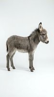 Young gray donkey foal standing in profile on white background, isolated farm animal ready for design projects and educational materials.